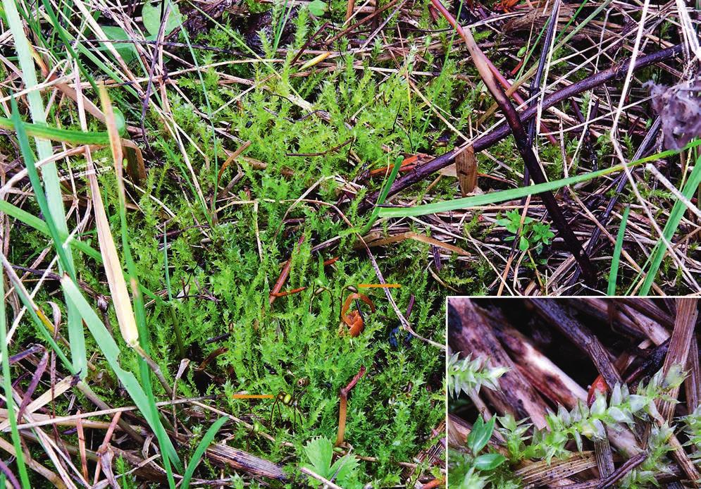 Världens nordligaste lokaler för sandnäbbmossa Text och bild: LARS HEDENÄS Våra mossors utbredningar är delvis dåligt kända och dessutom ändras arternas utbredningar när klimatet förändras.