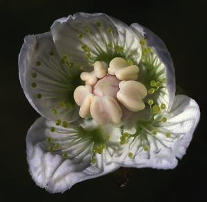 Slåtterblommans kärleksliv Text och foto: BJÖRN NORDZELL figur 1. När slåtterblommans blomma just öppnat sig är ståndarsträngarna ännu korta och knapparna outvecklade.