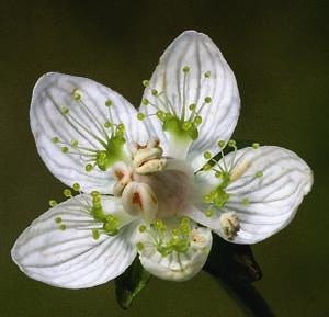 Blomman slår ut under andra hälften av juli något som bonden i äldre tider tog som tecken till att nu var det dags att sätta igång med slåttern.