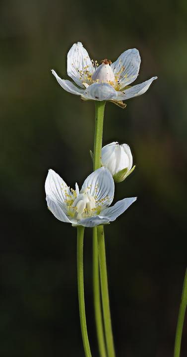 2014 årets växt Slåtterblomma ULLA-BRITT ANDERSSON Slåtterblomman är en vacker och särpräglad ört som i södra Sverige blir allt ovanligare. I år har den utsetts till Årets växt.