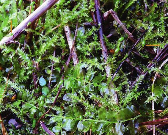 Notera sprötet på locket (pil). Sporophytes of Rhynchostegium megapolitanum. Våra fyra arter har mycket olika utseende och kan knappast förväxlas med varandra.