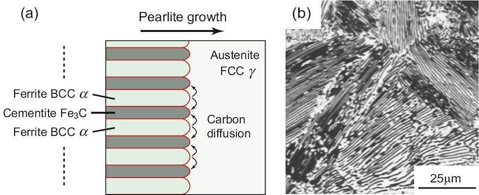 Eutektoid stelning av stål; 0,8 vikt % kol Austeniten övergår i två nya fasta faser, ferrit och cementit De två faser växer parallellt vid konstant