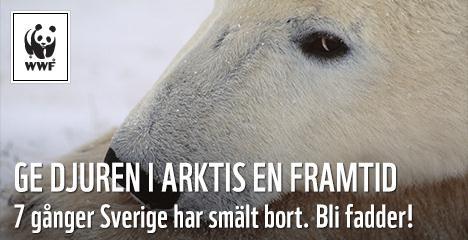 Jakob Eklund är tillbaka som den rättrådige polisen Johan Falk för fjärde gången. Denna gång testas hans stränga moral när han kastas in en gråzon där polisen för krig mot maffian.