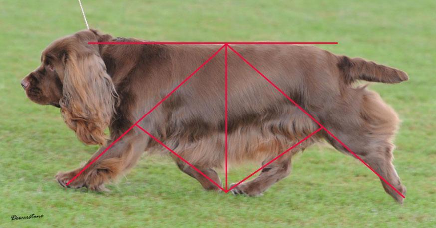 RÖRELSER Sussex spaniel skall ha fria och regelbundna fram- och bakbensrörelser med den för rasen