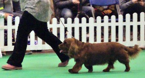 Några ord på vägen till dig som ska döma Sussex spaniel Typ är viktigare än enskilda detaljer. Dock får INTE de detaljer som gör en sussex till just en sussex, saknas!