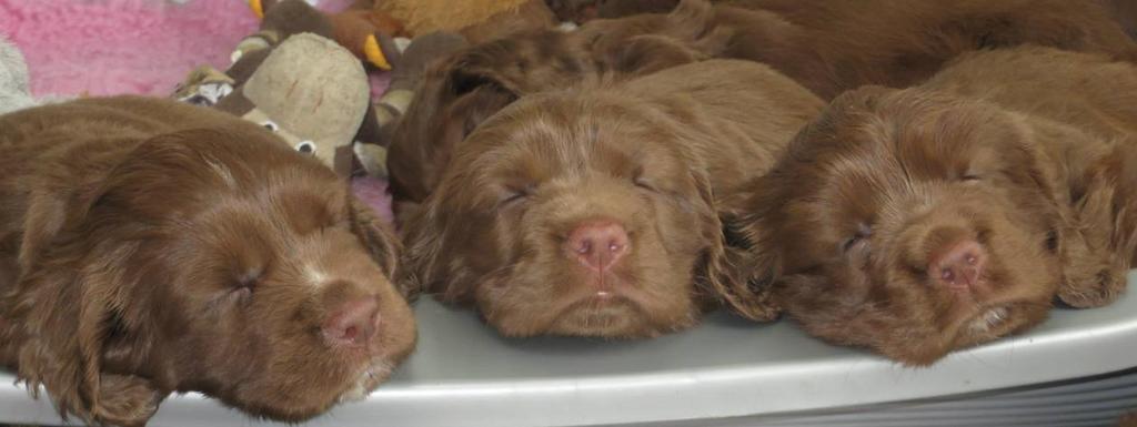 A breed never to be forgotten Tack för att Du tar dig tid att läsa igenom vårt kompendium som handlar om den numerärt lilla rasen, SUSSEX SPANIEL.