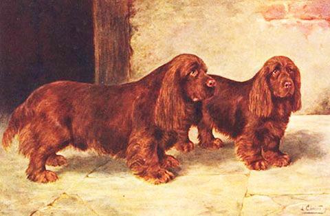 HISTORIA Sussex spaniel uppstod som en lokal spanielvariant i grevskapet Sussex i England.