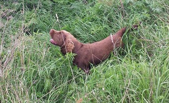 STANDARD FÖR SUSSEX SPANIEL Standardens text återfinns i de färgade rutorna här nedan FCI-nummer 127 FCI-standard på engelska publicerad 2011-01-12 FCI-standard fastställd av FCI General Committee