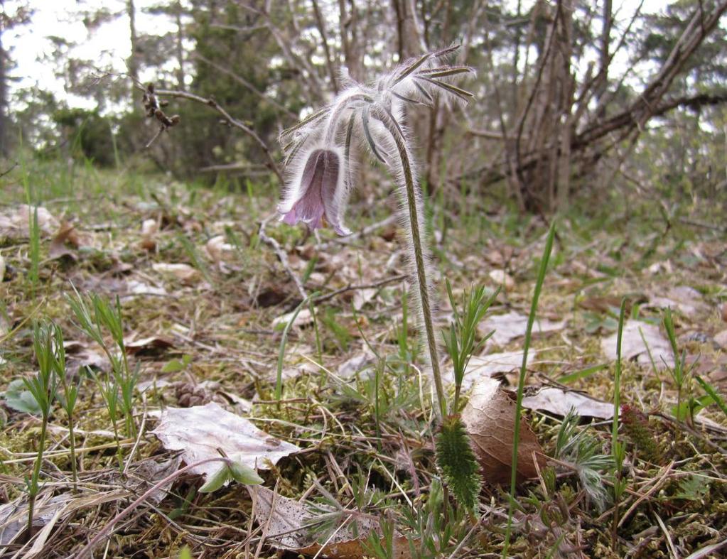 Bilaga 2 Dnr KS 2014/207 Antagen i kommunfullmäktige 2015-06-17 Skötselplan för