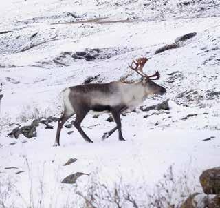 In this area we provide nature hosts who you can meet out in the terrain, or in the villages, at your service