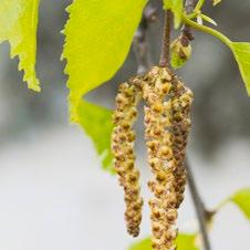 Längre säsong för pollenallergi Vid ett varmare klimat kommer växtligheten i Sverige att förändras. En del arter kommer helt eller delvis att försvinna, medan andra blir vanligare.