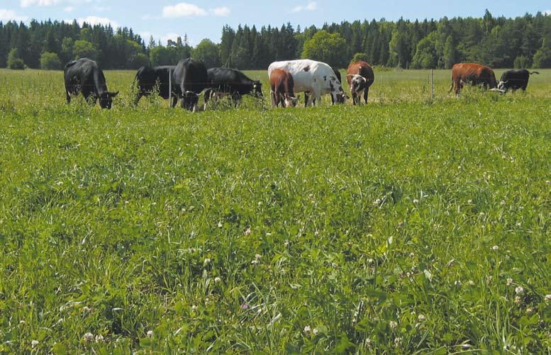 Betesvallar mjölk och nöt foto: kjell sjelin Gräs för produktionsbete Engelskt rajgräs är på många sätt det ideala gräset för produktionsbete.