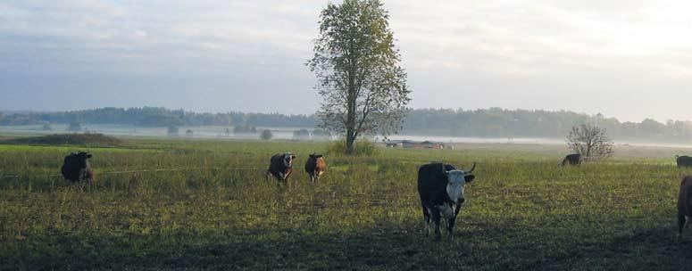 slåtter- och betesvallar fuktiga jordar Timotej finns med i de flesta av våra blandningsförslag för fuktiga jordar.