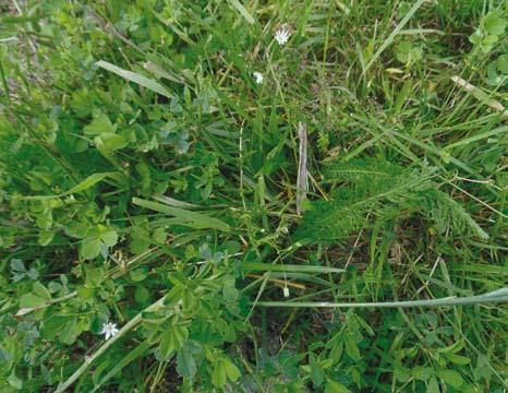 Lusernvallar 3 8 år, forts Kan man odla höstraps och höstvete fungerar lusern nästan alltid bra. Jordar där timotej och vitklöver går bättre än andra vallväxter är däremot oftast för vattenhållande.