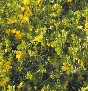 Käringtandsvallar 3 8 år Käringtand är en av de smakligaste vallväxterna. Intressant baljväxt i växtföljden eftersom den helt saknar släktskap med såväl klöver som lusern och ärtväxter.