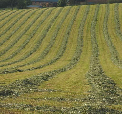 BLANDNINGSFÖRSLAG 2017, KÖP I RENVARA Timotejblandning 2 En blandning med hög andel (50 70%) timotej, kompletterat med ängssvingel och rörsvingel/foderlosta.