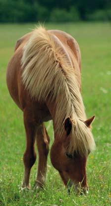 Betesvallar häst BLANDNINGSFÖRSLAG 2017, KÖP I RENVARA Lågt näringsbehov Alla hästar har ett underhållsbehov av foder och näring, som varierar beroende på ras, vikt och arbetsinsats.