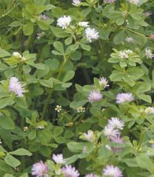 Bin, humlors och blomflugors favoritväxt med hög produktion av pollen och nektar under ca fyra veckors blomning med vackert blå blommor. Passar därför som dragväxt för insekter i fröodlingar.