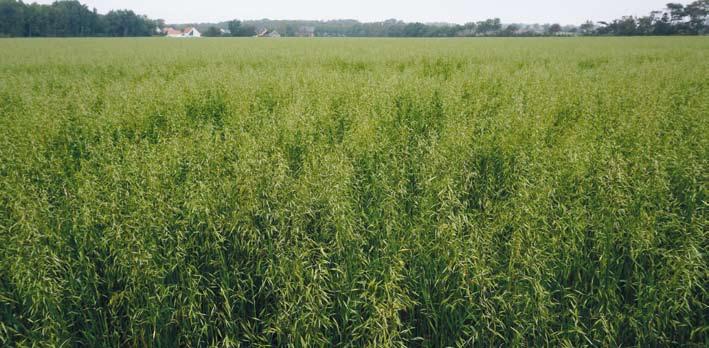 mer om ettåriga växter Purrhavre Purrhavre Används till bete, ensilage, mellangröda och gröngödsling eller som saneringsgröda.