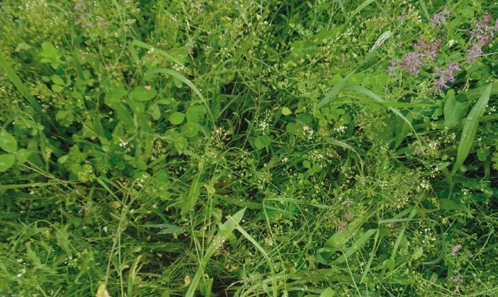 Vallfrösortiment 2017 Arter & sorter som säljes i renvara Art Timotej Phleum pratense Gräs 12 kg/ha, tkv 0,4 0,5 g Vitklöver Trifolium repens Baljväxt 5 kg/ha, tkv 0,6 0,8 g Ängssvingel Festuca