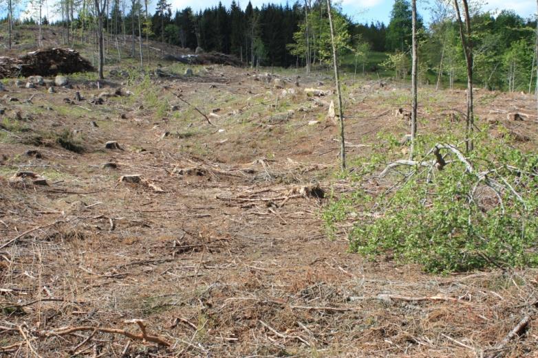 Hygget. Bild tagen med sjön i ryggen. Det gröna i högra hörnet är början på betesmarken. Hygget och surhålet (område 2)