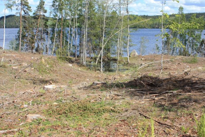 Detta område var förmodligen mindre blött innan hygget, men i och med att många träd som suger vatten nu är borta är här en liten