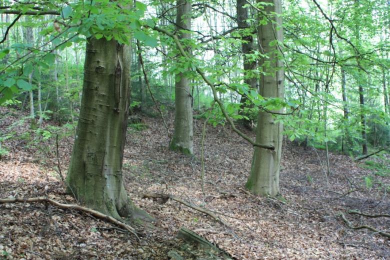 5. Skog. I södra delen av område 5 består skogen mestadels av gran, men där finns också en stor, fin asp och tre rejäla bokar. Granskogen är medioker, men dessa fyra träd bör vara kvar.