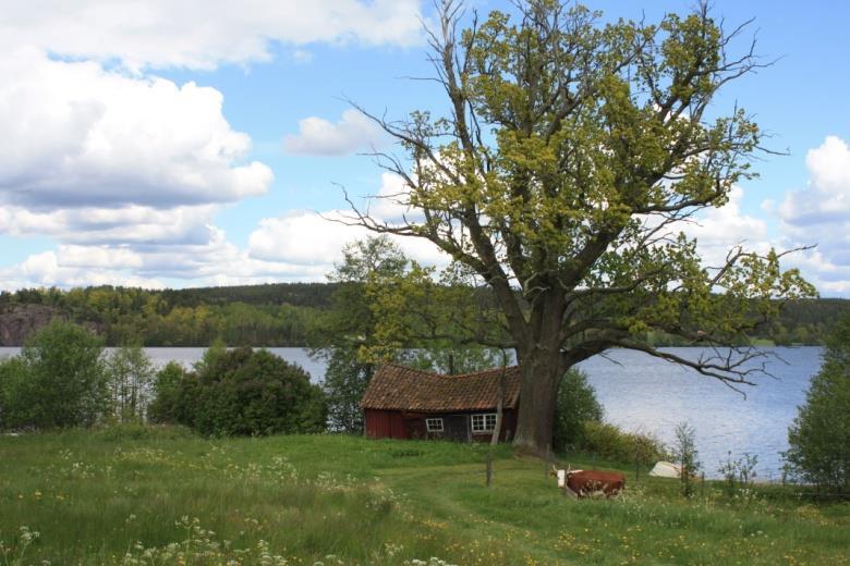 Den har förmodligen en släng av askskottssjukan (precis som så gott som alla askar i Sverige), men antingen kommer den att klara sig bra, eller så har den nyss blivit smittad.