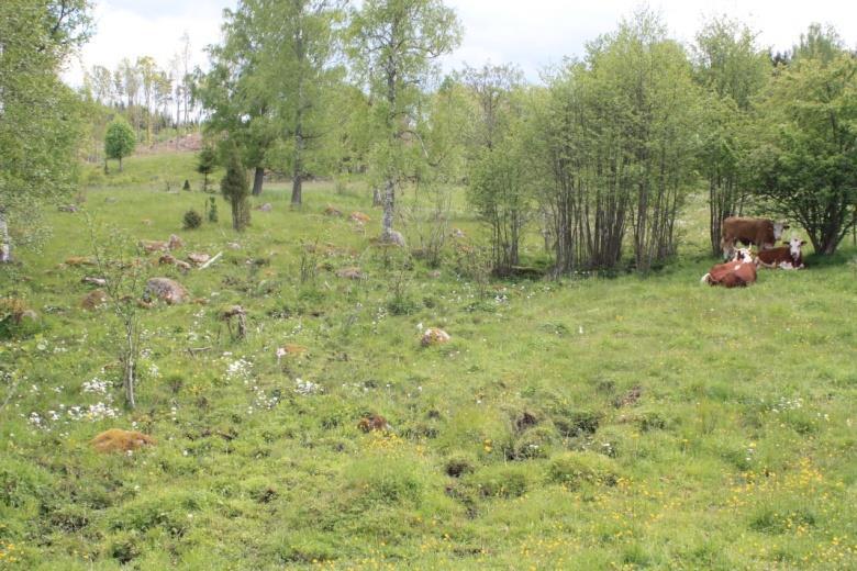 Förutom den fina och värdefulla eken som står intill det fallfärdiga lilla huset finns här inga särskilda trädvärden. Det mesta är sly, men det finns några lite större björkar och en vildapel.