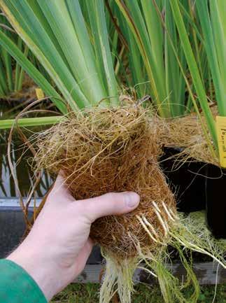 108 VEGETATION ÖR VATTENMILJÖER MAXIPLUGGPLANTOR Unikt och tåligt plantformat pluggplantan är odlad i kokosfiber och har en rotvolym på 1-1,3 liter. Det innebär att ingen jord kan spolas ur.