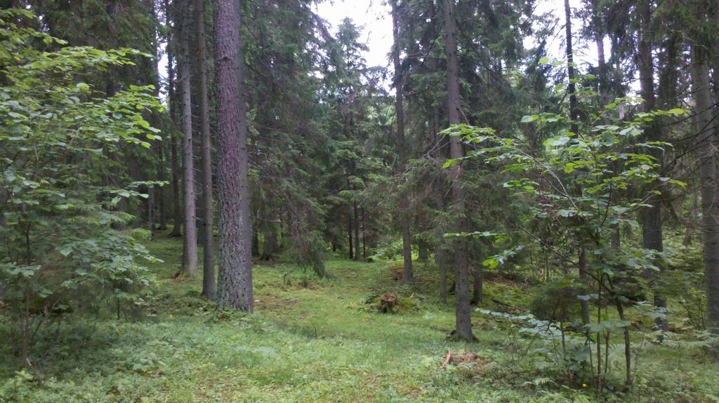 Planteringen är inte markberedd och därför har några ängsarter lyckats hänga kvar, nämligen svinrot, gullviva, slåtterfibbla och