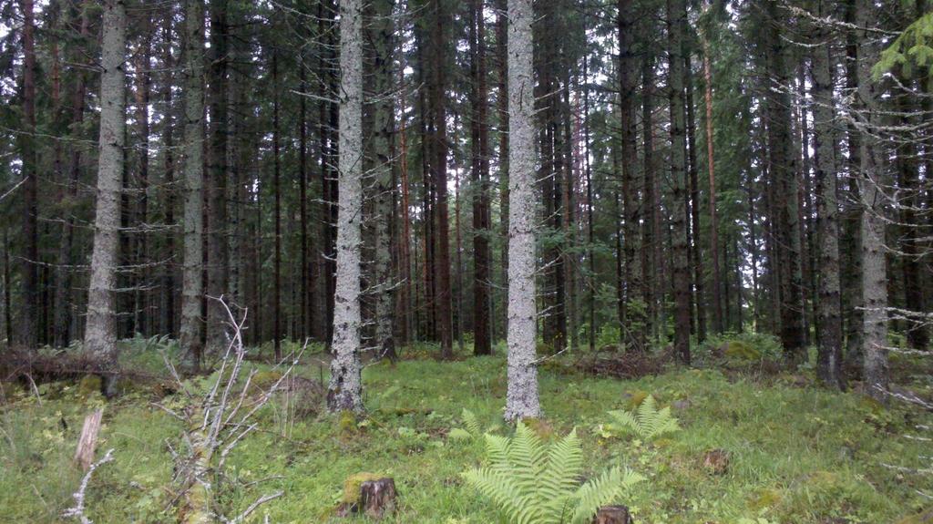 I skötselområde 41 Markfloran har än mer skogskaraktär än tallbeståndet
