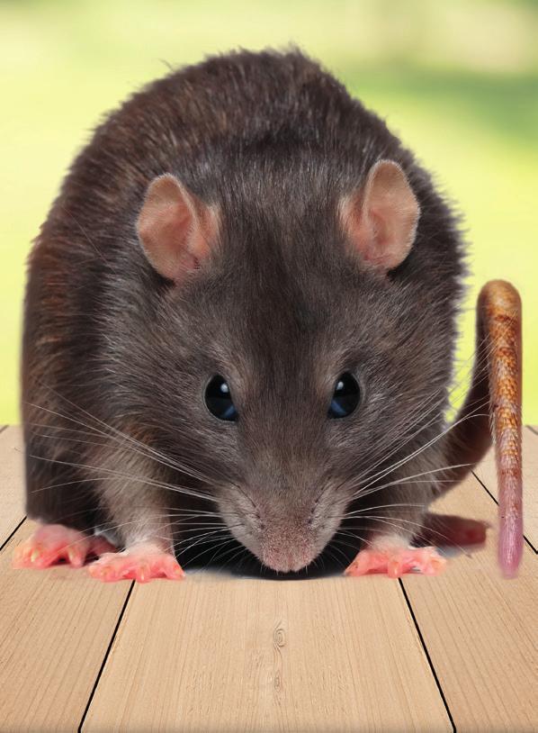 Rozol Pro mot råttor och möss En praktisk guide för ansvarsfull användning av bete