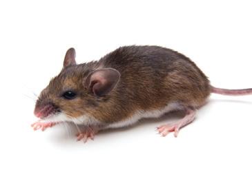 Fakta om råttor och möss Råttor och möss trivs i vår närmiljö. De är två av de vanligaste skadedjuren i världen.