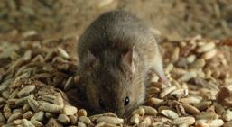 Förebyggande åtgärder mot råttor och möss De förebyggande åtgärderna är i stort sett de samma för både råttor och möss.