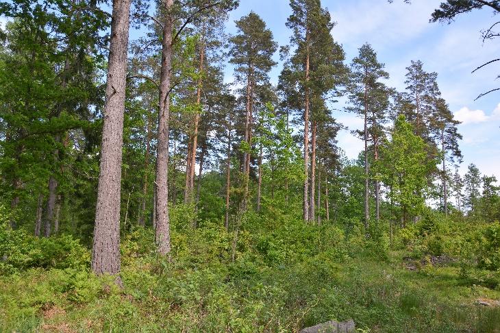 Jordbruksmark Jordbruksmarken står fri för köparen.