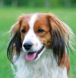 Specialklubbar du kan välja mellan när det gäller Ungdomsmedlemskapet, om du är högst 25 år * Rasklubben för Portugisisk Vattenhund (RPVH) * Specialklubben för Bearded collie (SBC) * Specialklubben