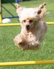 (SKEB) * Svenska Kooikerhondjeklubben (Skooi) * Svenska Lagotto Romagnoloklubben (SLRK) * Svenska Lapphundklubben (SLK) * Svenska Leonbergerklubben (SLBK) * Svenska Perro De Agua Espanol Klubben