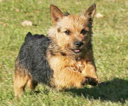 Specialklubbar att välja på som gäller för dig upp till och med 18 år * Svenska Polarhundklubben (SPHK) * Svenska Shetland Sheepdogklubben (SSSK) * Svenska Stövarklubben (SvStK) * Svenska