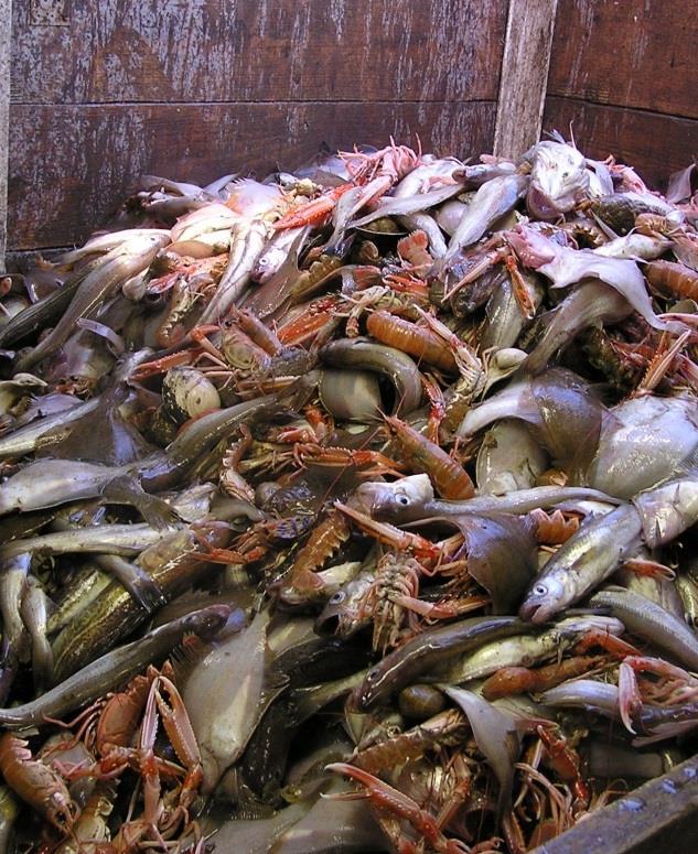 MSFD: Kommersiellt nyttjade fiskar och skaldjur God miljöstatus kännetecknas av följande förhållanden: 3.
