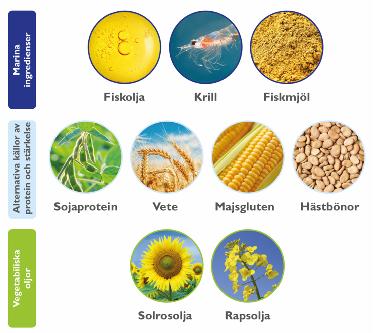Utvecklas även andra källor - insekter, musslor, skräpfisk och rester från fiskindustrin, alger, jäst, bakterier, trärester, biprodukter från