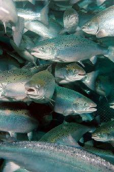 Akvakultur/Vattenbruk Växer snabbare än alla andra livsmedelsindustrin 5 års medel av tillväxt visar att