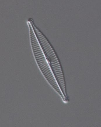 oblongella, Eolimna minima