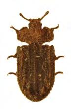 Calitys scaber (skrovlig flatbagge, ) Arten lever på svampangripna, torra, liggande tallågor, oftast på hällmark.