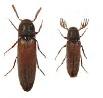 Hylis cariniceps (en halvknäpparart, LC) Lever i brunrötad ved, i södra Sverige i lövträd men runt nedre Dalälven också i exempelvis gran. Hittades vid och (figur 8 och 9).