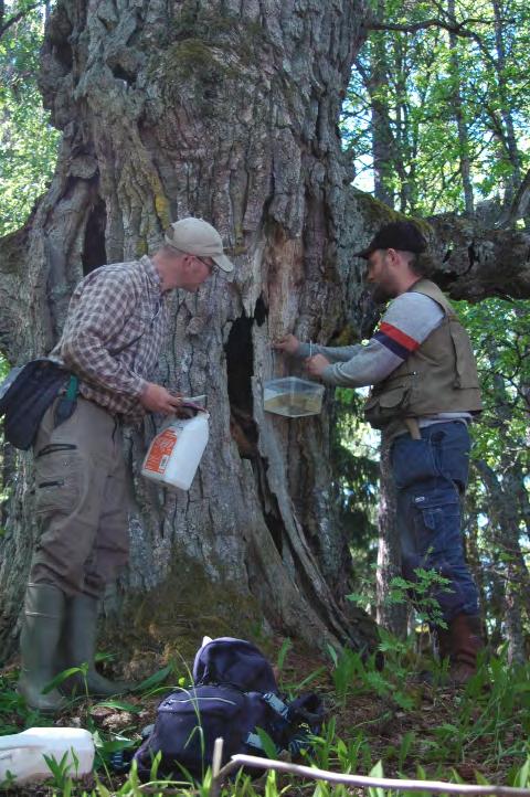 Sammanfattning Denna rapport behandlar dels en sammanfattning av de observationer av skalbaggar som gjorts i Färnebofjärdens Nationalpark från 1930-talet och fram till 2010 och dels redovisas