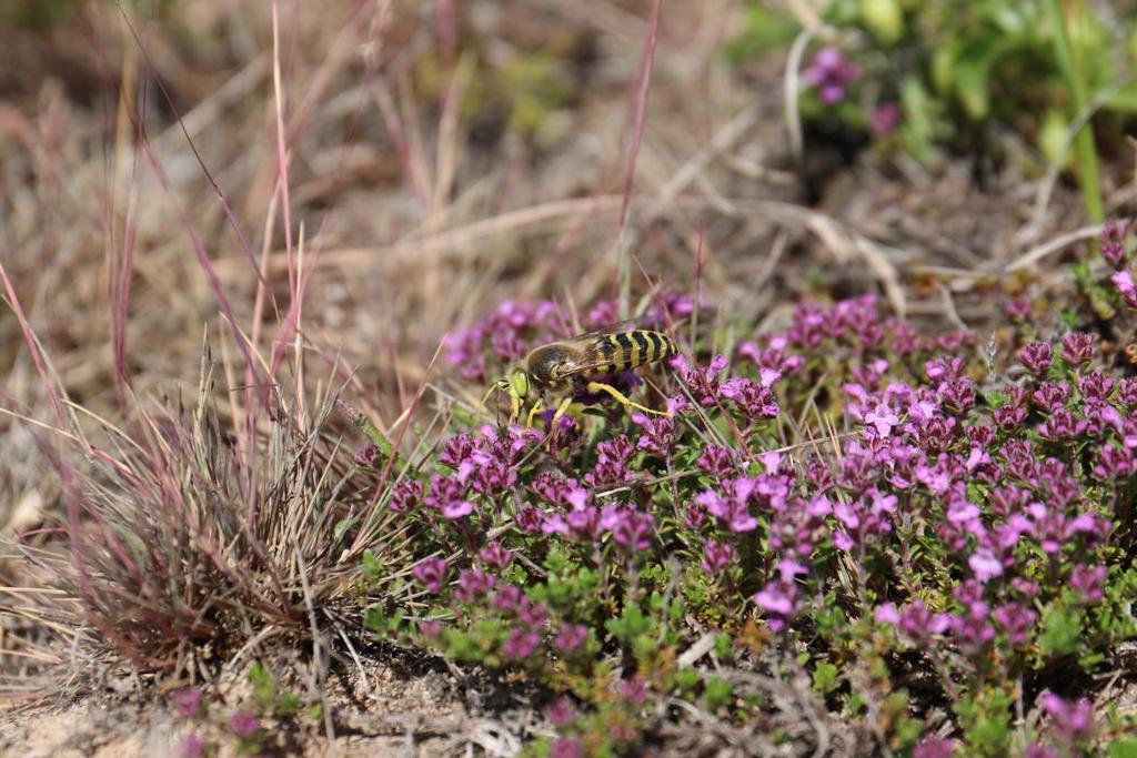 Hot Det rika insektslivet i inlandets sandmarker är helt beroende av sandblottor och blommande växter.