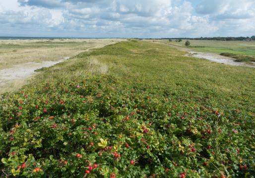 sanddynerna. Vresrosens rötter går djupt ner till grundvattnet, vilket gör den tålig för överlagring av sand i de rörliga dynerna.