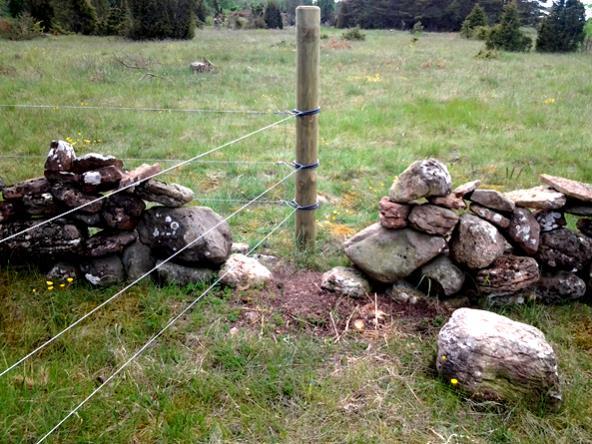 En låg vegetation gynnar markernas svampar med bland annat buksvamparna. Däremot kan betesdjuren beta bort blomrikedom som är en avgörande födokälla för insekterna.