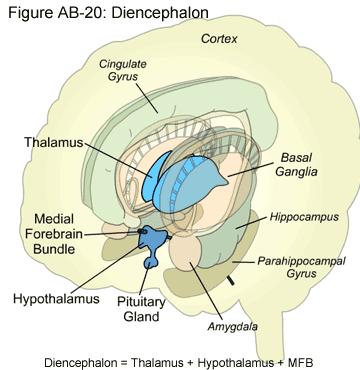 LIMBISKA SYSTEMET Hippocampus (sjöhästformad)= memorering och återhämtning av minnen Kognition Amygdala (mandelformad) Motivation, emotion, aggression och rädsla Emotion (larmsystemet)